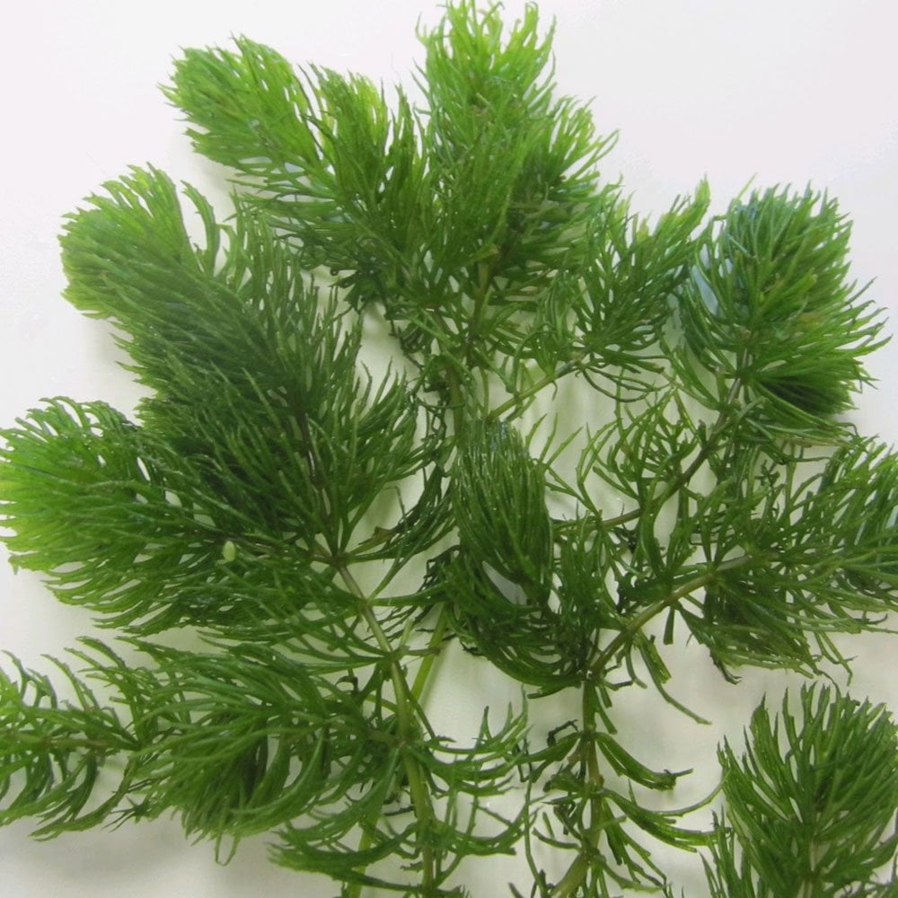 Ceratophyllum Demersum - Hornwort Bunches (5pk)