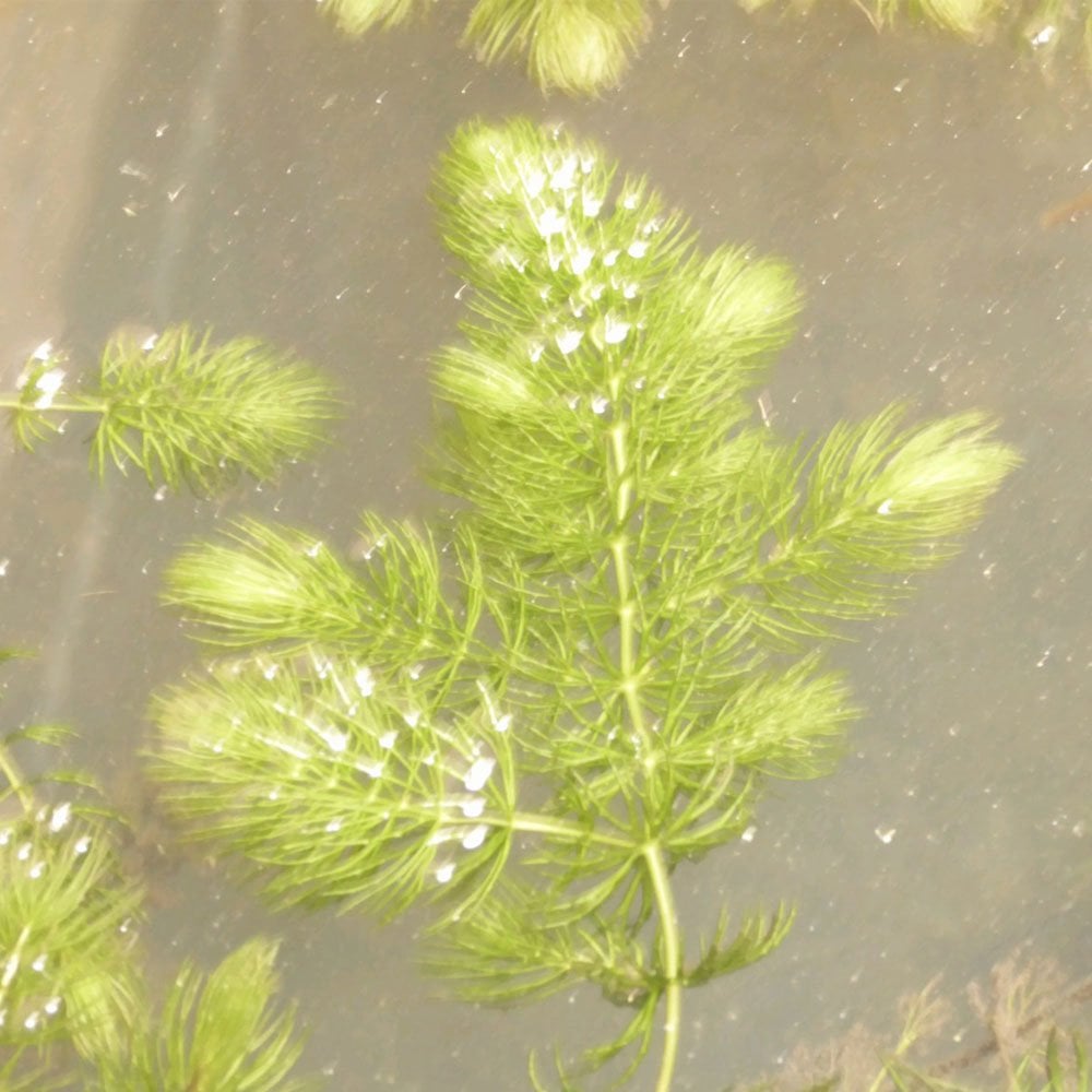 Ceratophyllum Demersum - Hornwort Bunches (5pk)
