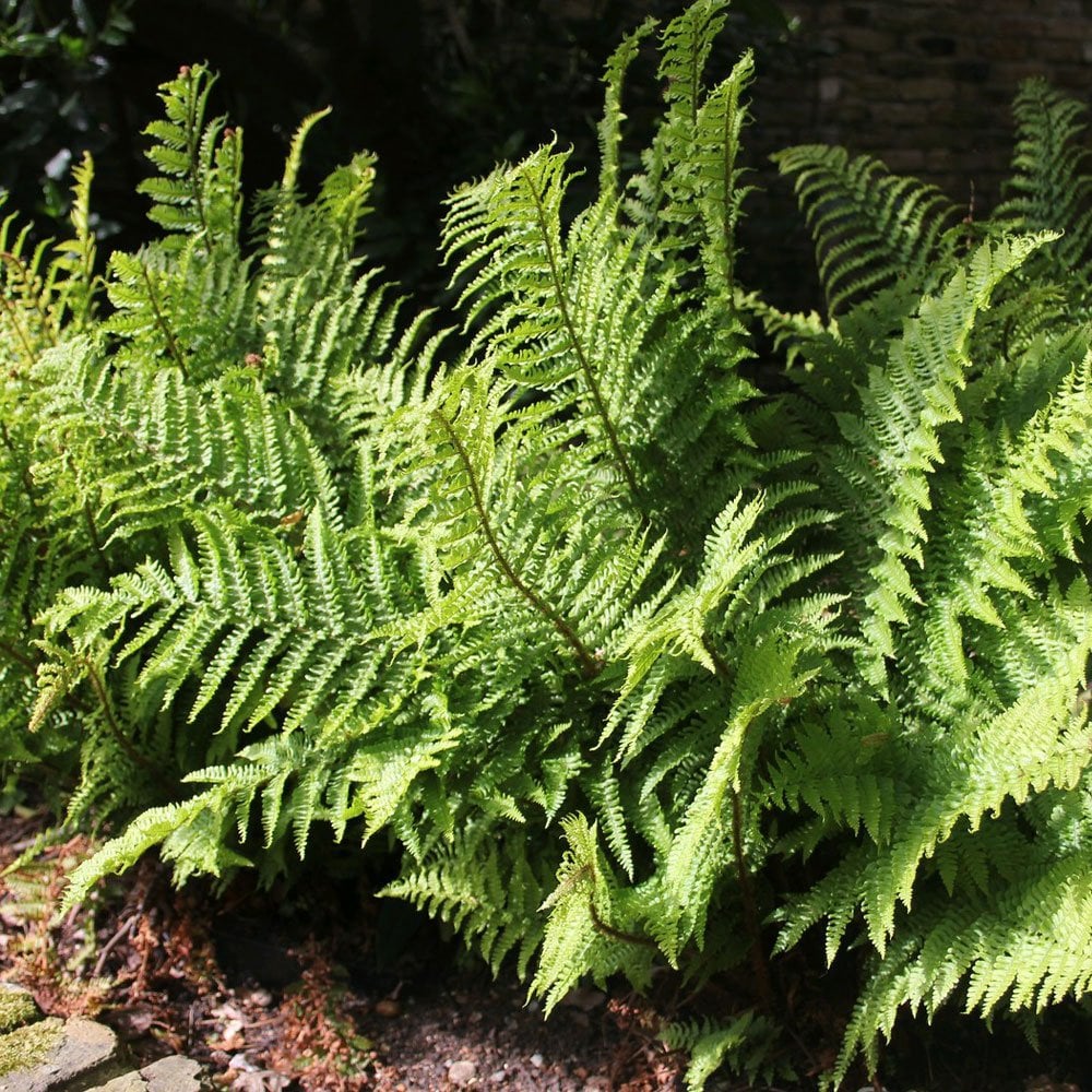 Dryopteris Filix Mas - Male Fern 9cm (3pk)
