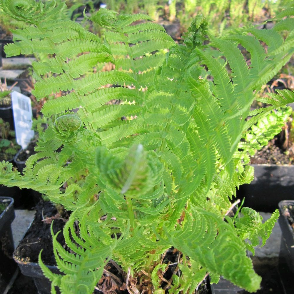 Matteuccia Struthiopteris - Ostrich Fern 9cm (3pk)