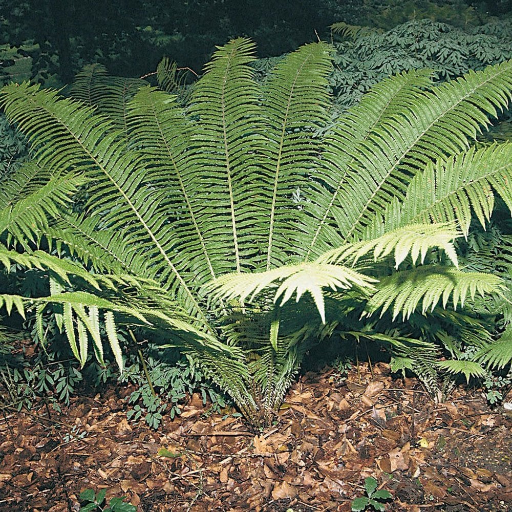 Matteuccia Struthiopteris - Ostrich Fern 9cm (3pk)