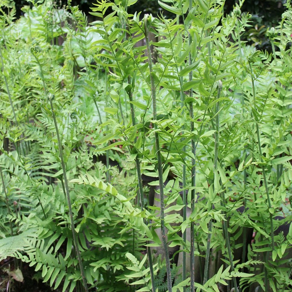 Osmunda Regalis - Royal Fern 9cm (3pk)