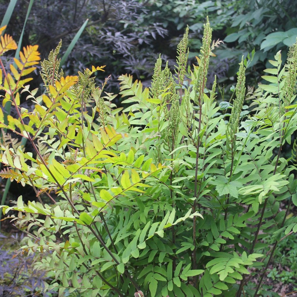 Osmunda Regalis - Royal Fern 9cm (3pk)
