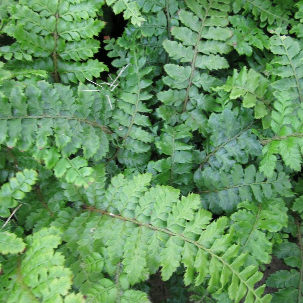 Polystichum Polyblepharum - Japanese Tassel Fern 9cm (3pk)