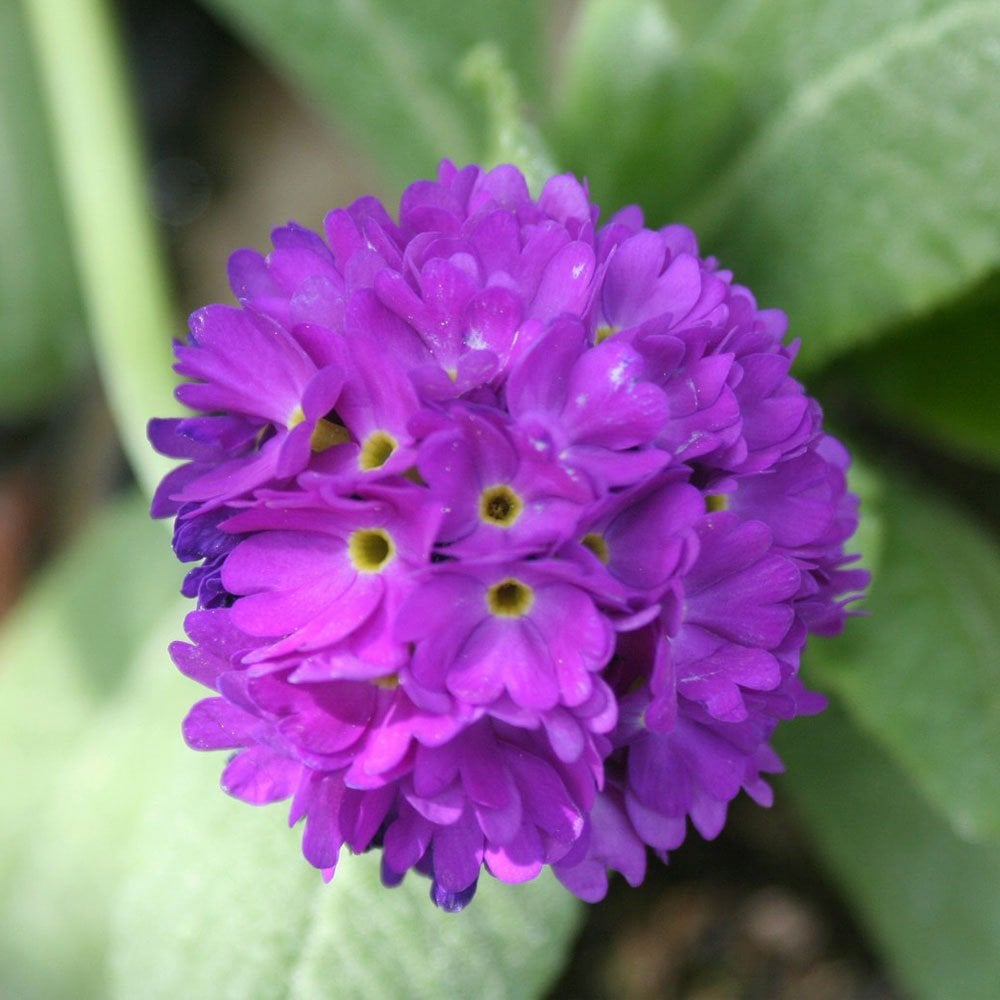 Primula Denticulata 9cm (3pk)