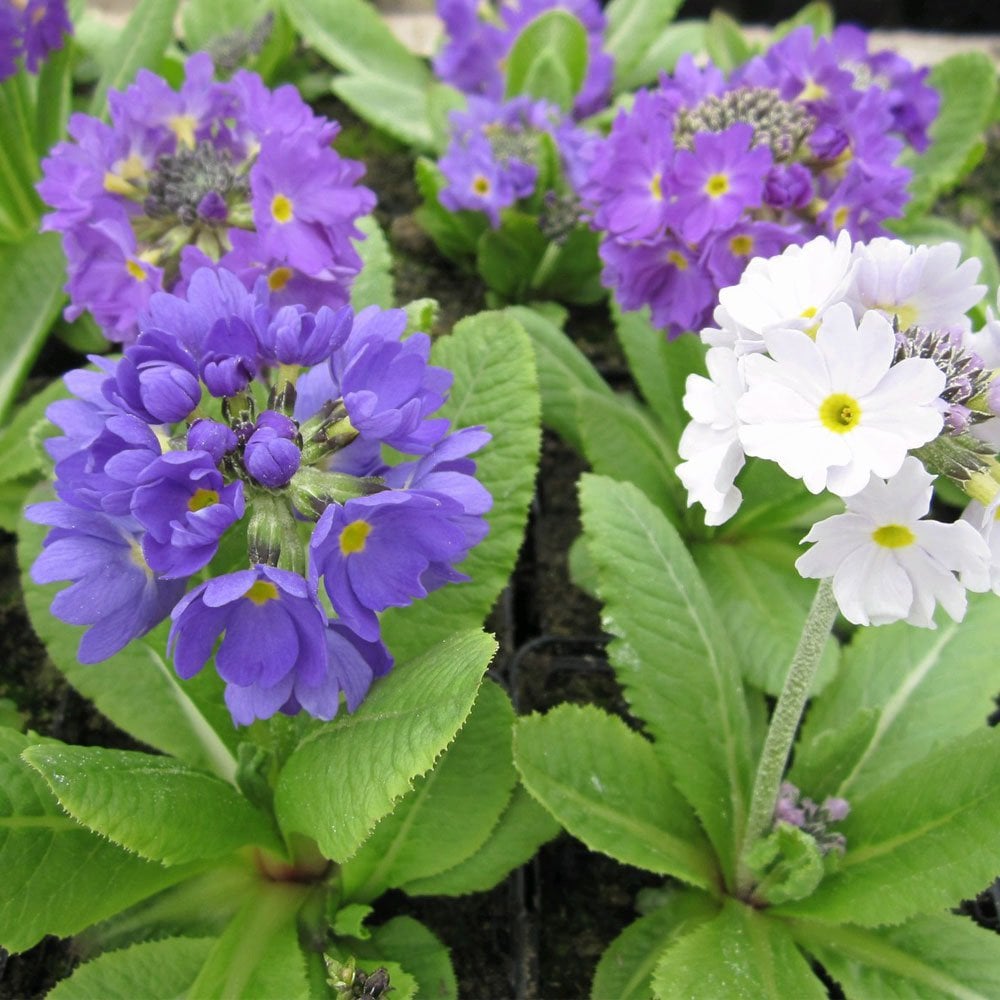 Primula Denticulata 9cm (3pk)