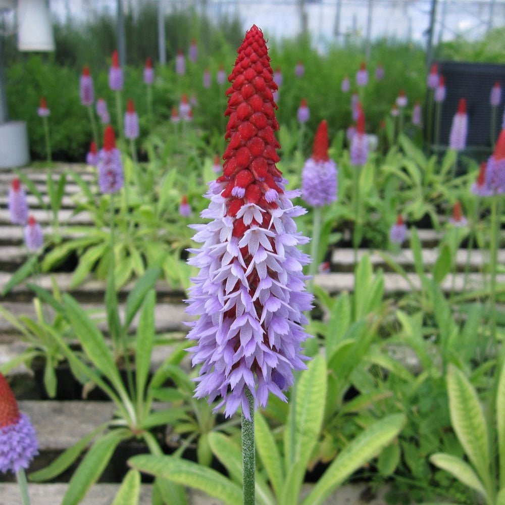 Primula Vialii 9cm (3pk)