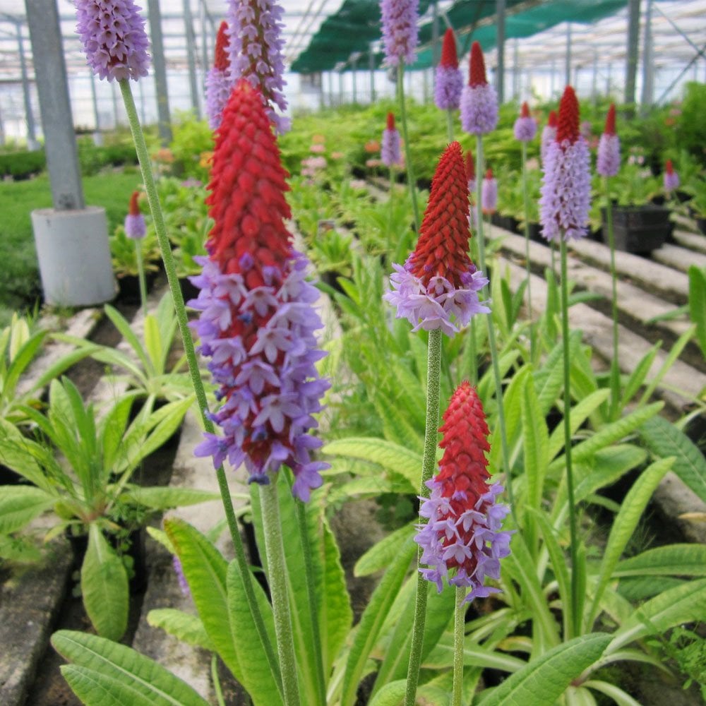Primula Vialii 9cm (3pk)