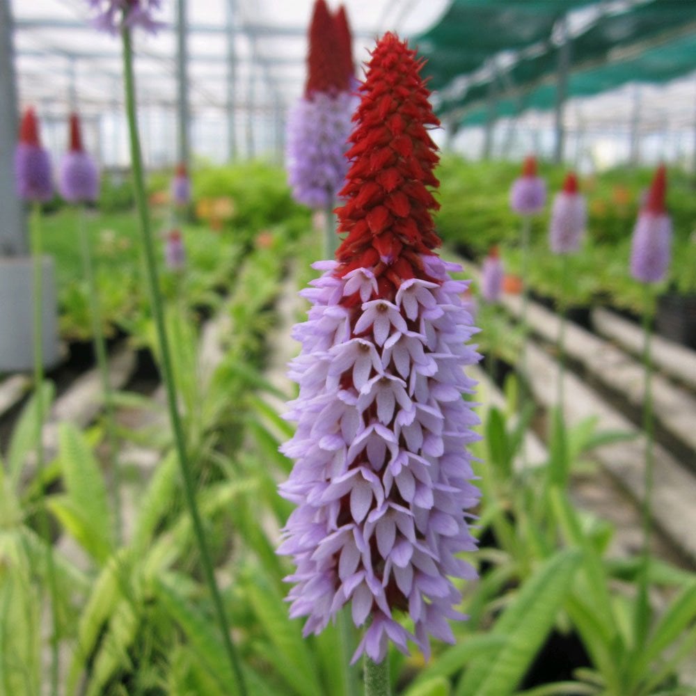 Primula Vialii 9cm (3pk)