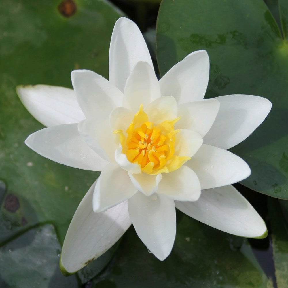 Nymphaea Albatross 3Ltr