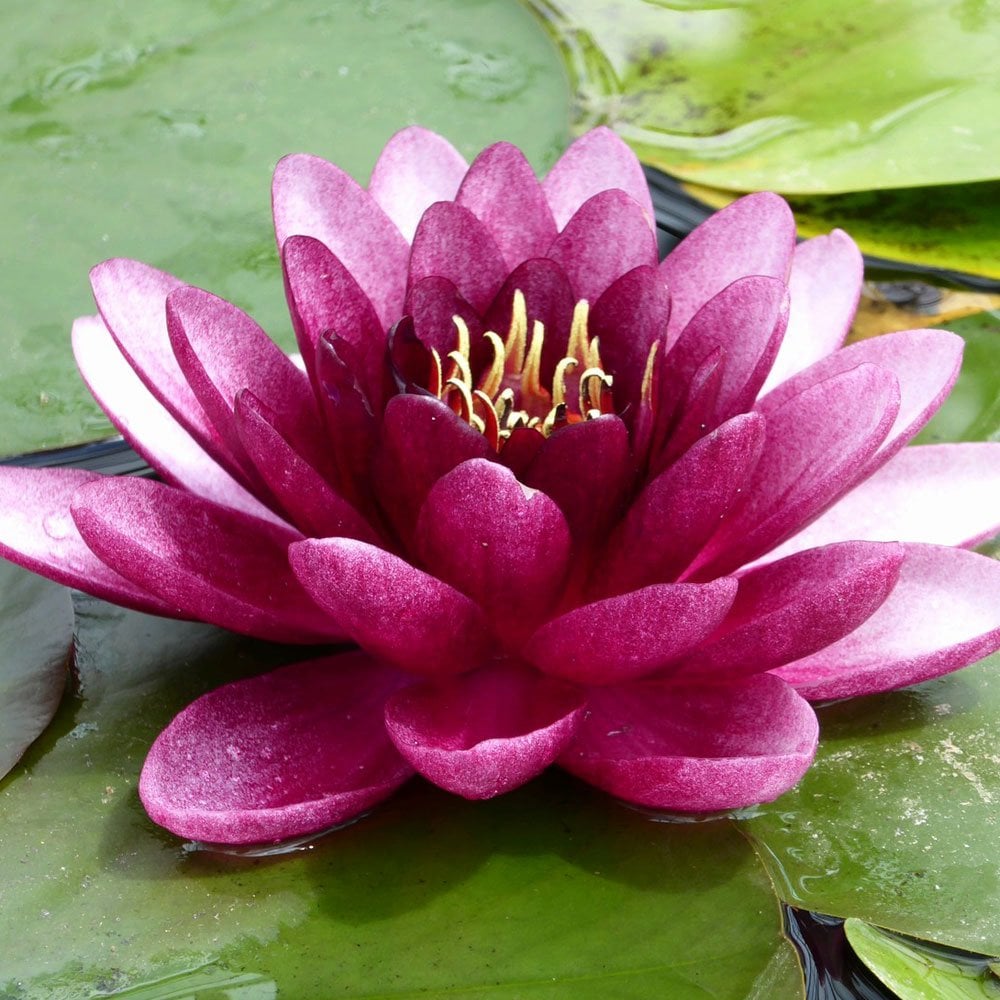Nymphaea Almost Black