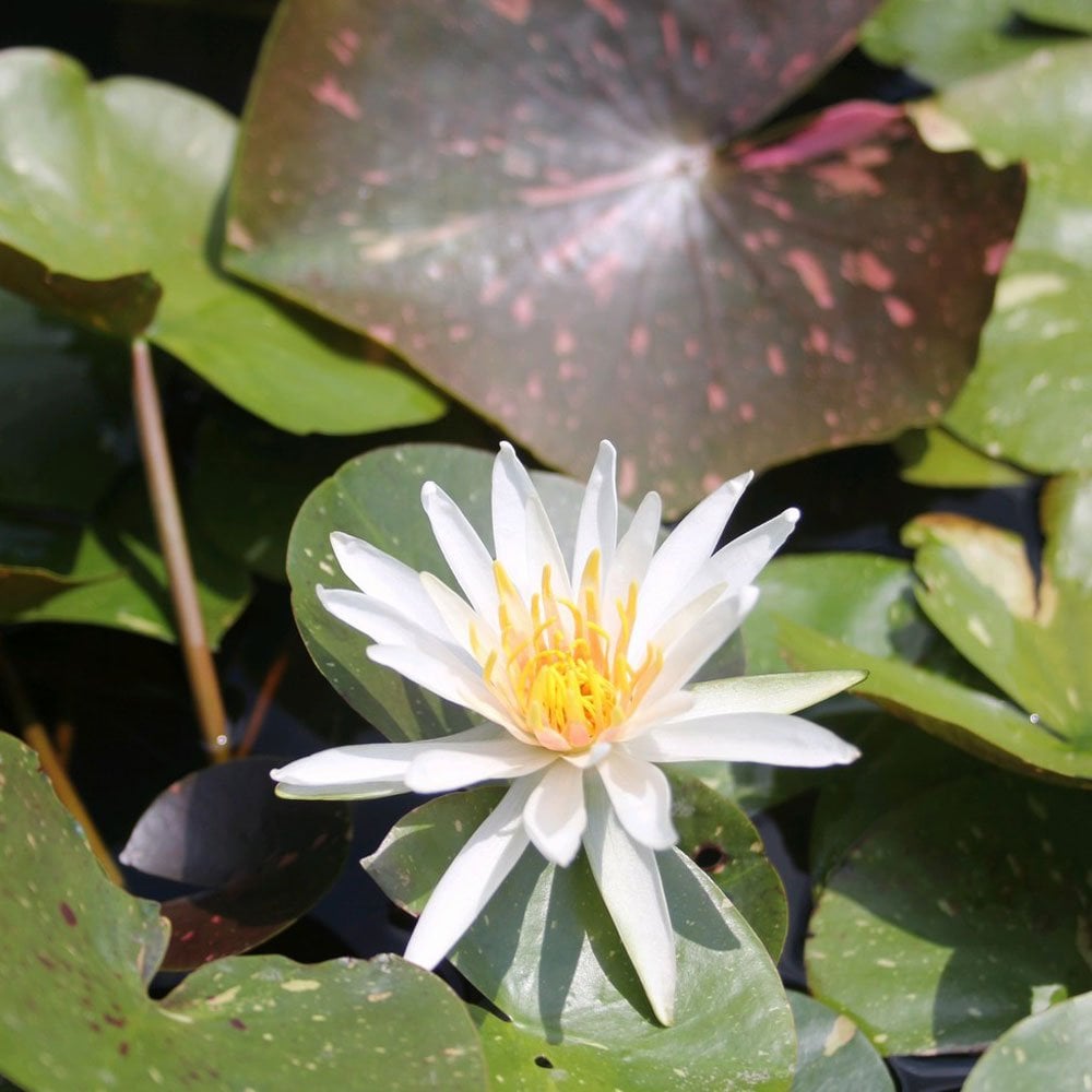 Nymphaea Arc-En-Ciel 3Ltr
