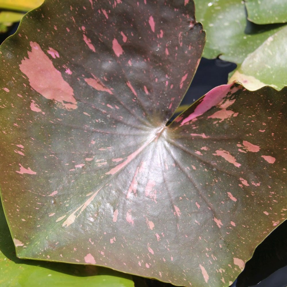 Nymphaea Arc-En-Ciel 3Ltr