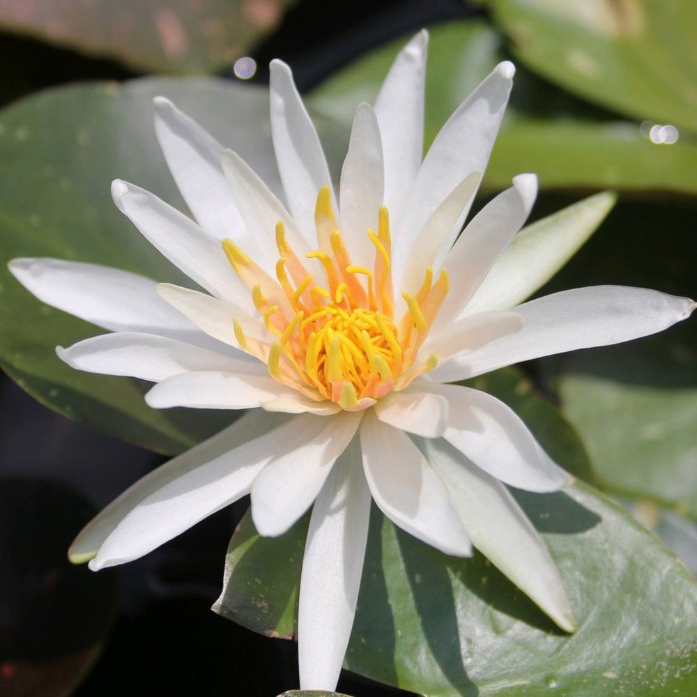 Nymphaea Arc-En-Ciel 3Ltr