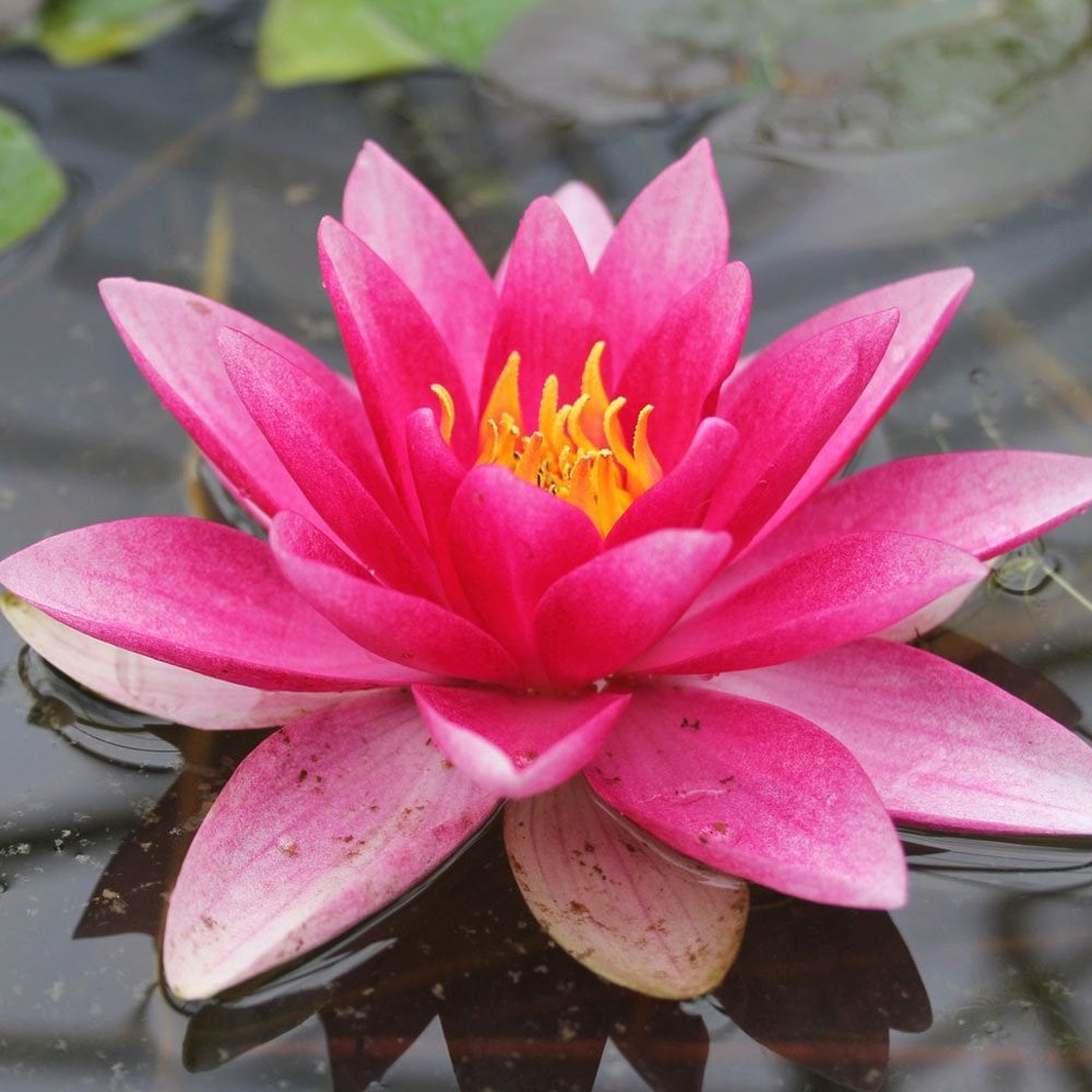 Nymphaea Attraction