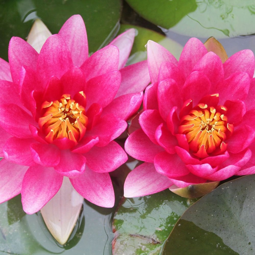 Nymphaea Attraction