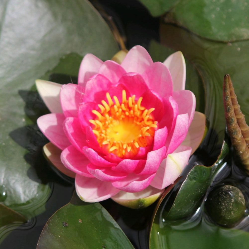 Nymphaea Attraction