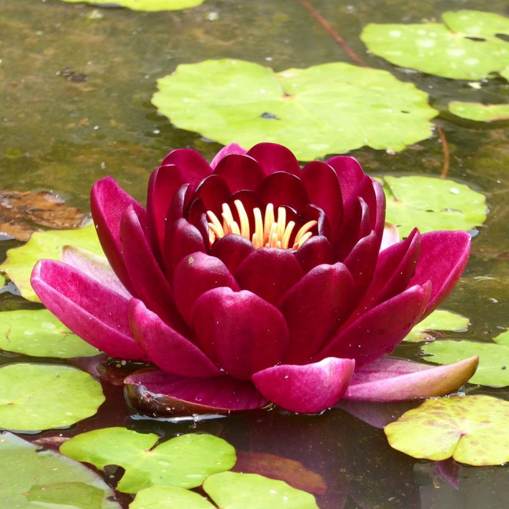Nymphaea Black Princess
