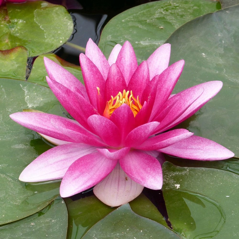 Nymphaea Charles de Meurville 3Ltr