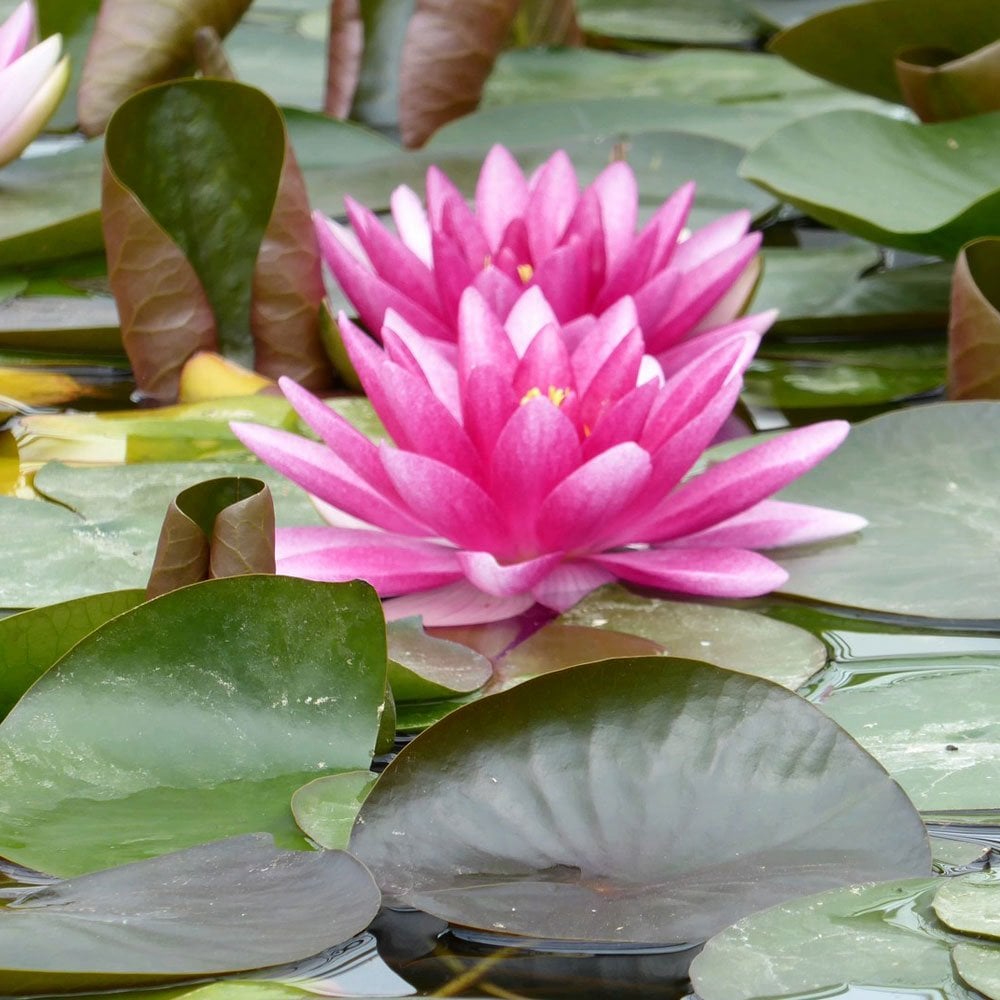 Nymphaea Charles de Meurville 3Ltr