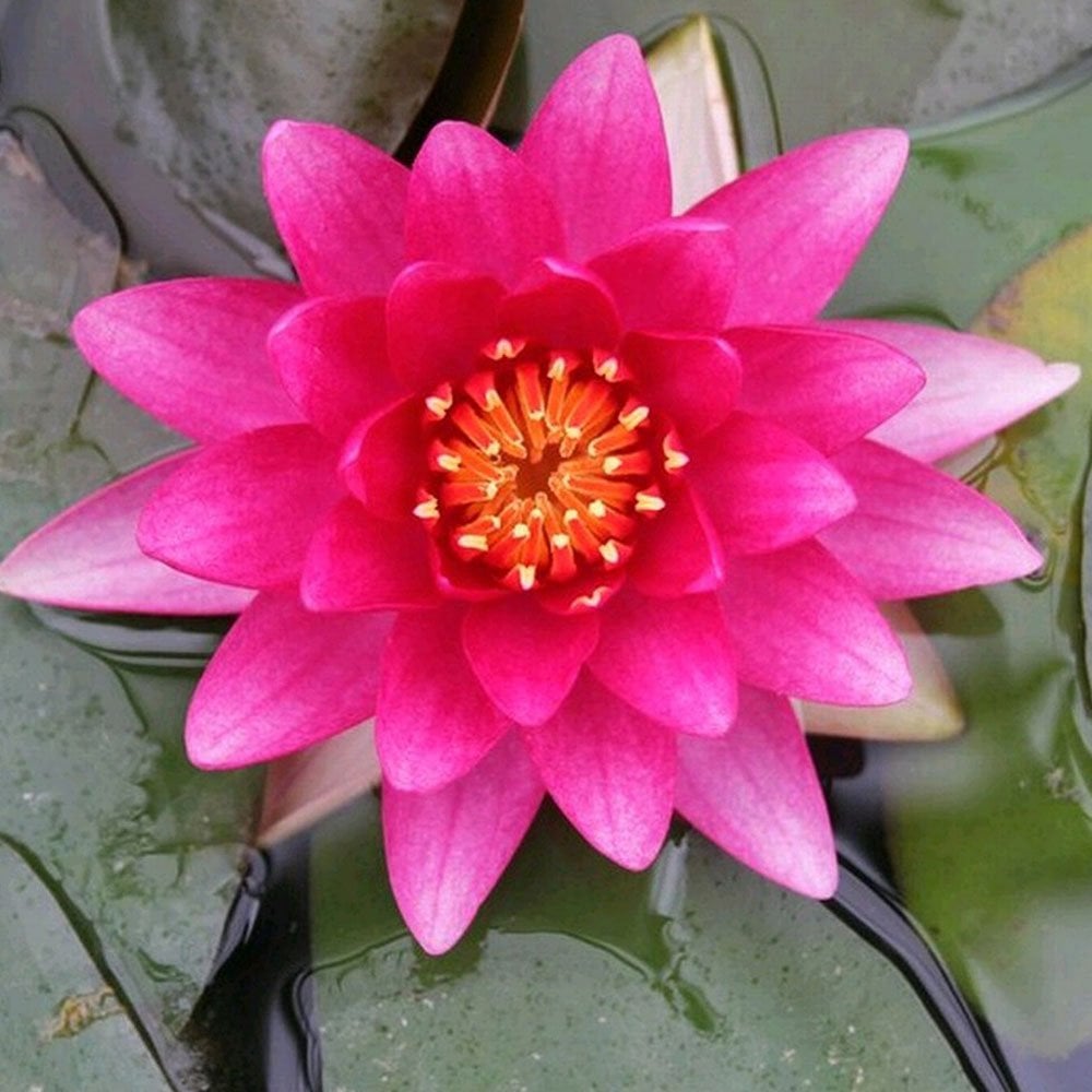 Nymphaea Charles de Meurville 3Ltr