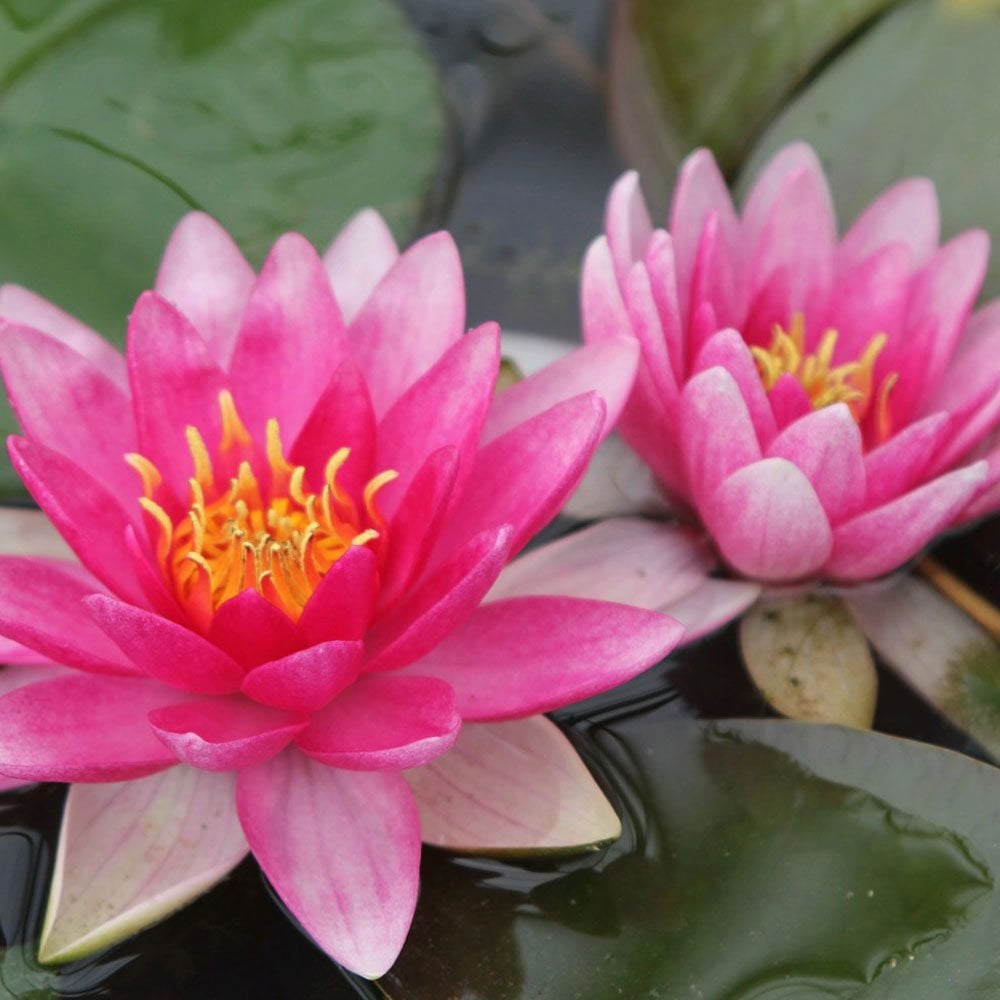 Nymphaea Charles de Meurville 3Ltr