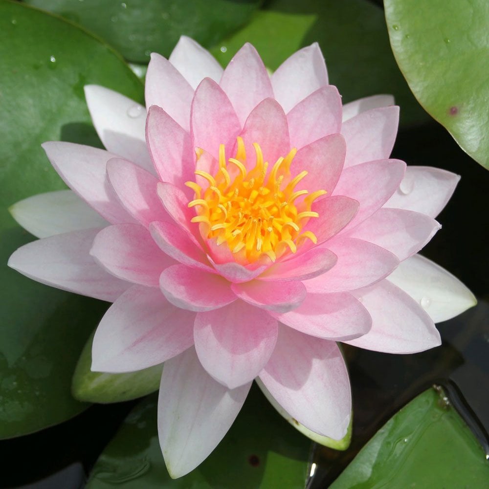Nymphaea Darwin Hollandia