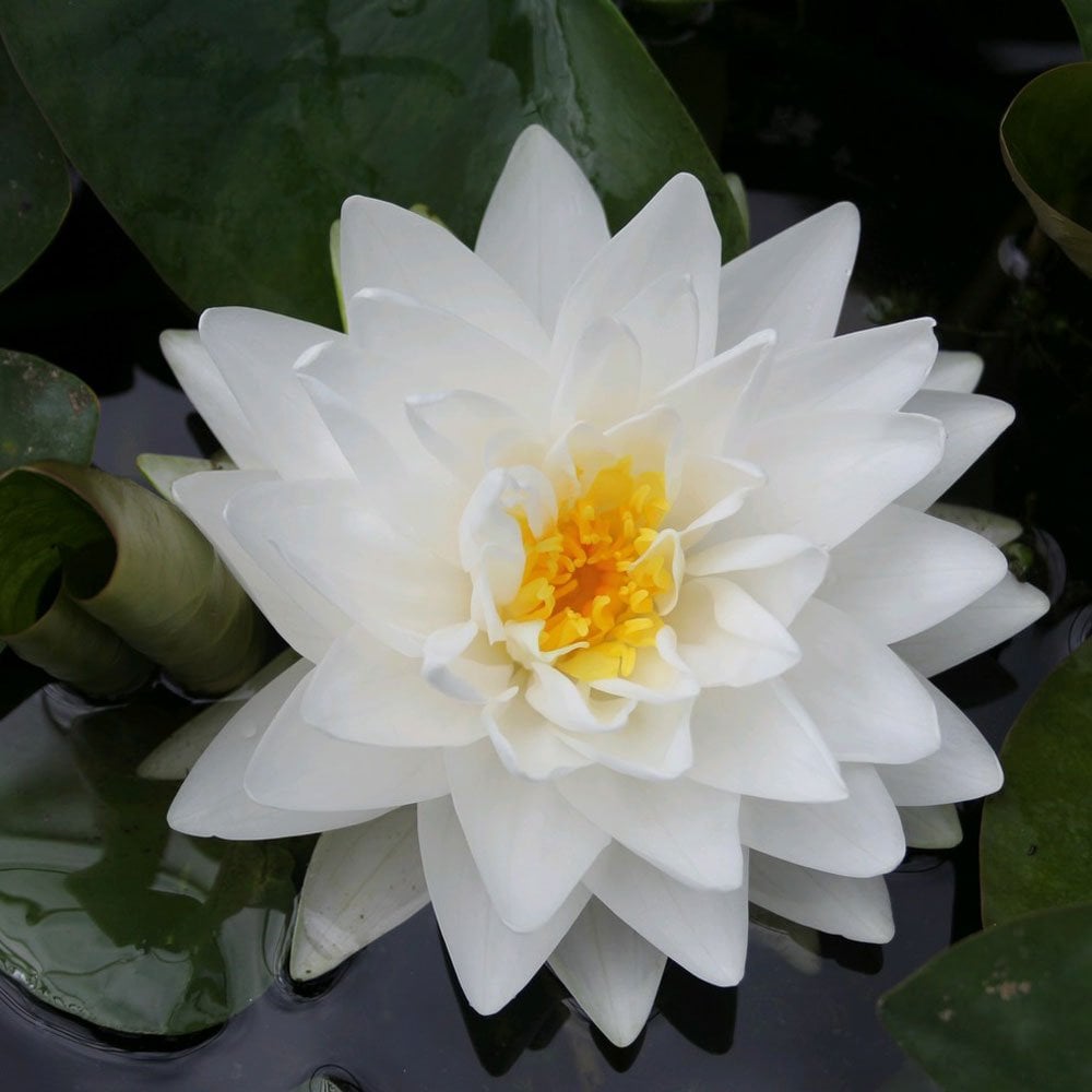 Nymphaea Gonnere