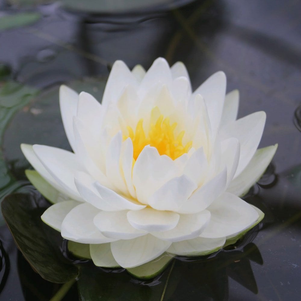 Nymphaea Gonnere
