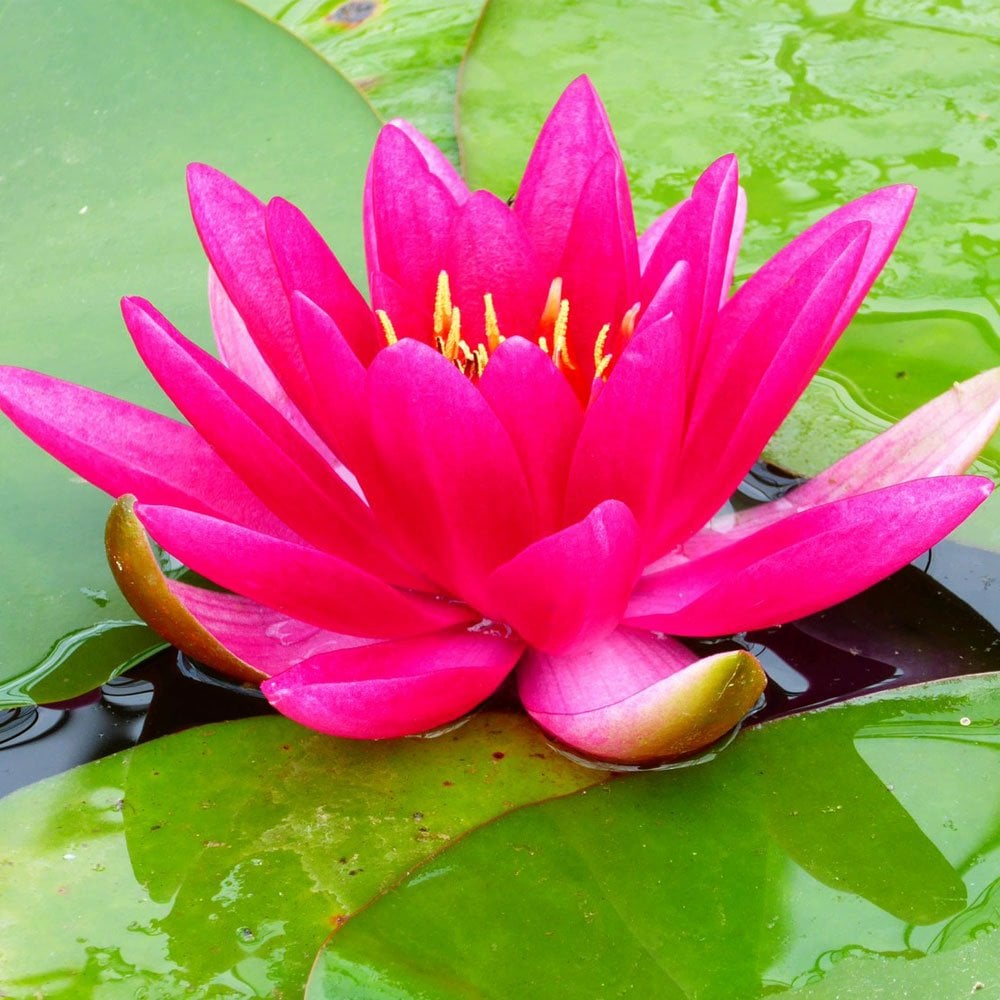 Nymphaea James Brydon 3Ltr