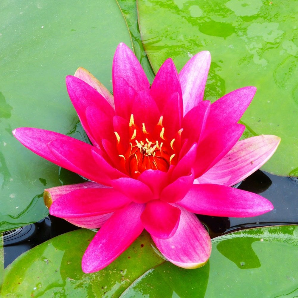Nymphaea James Brydon 3Ltr