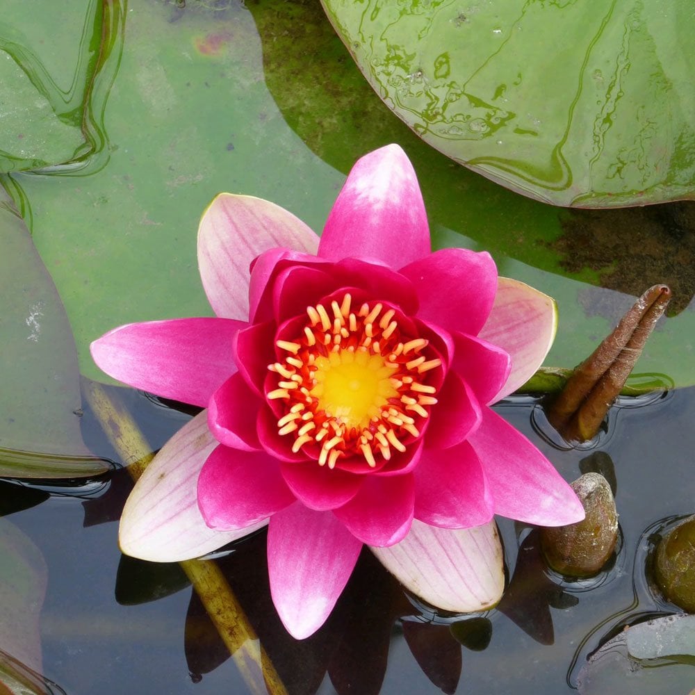 Nymphaea James Brydon 3Ltr