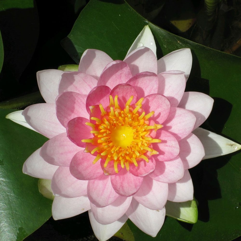 Nymphaea Madame Wilfron Gonnere