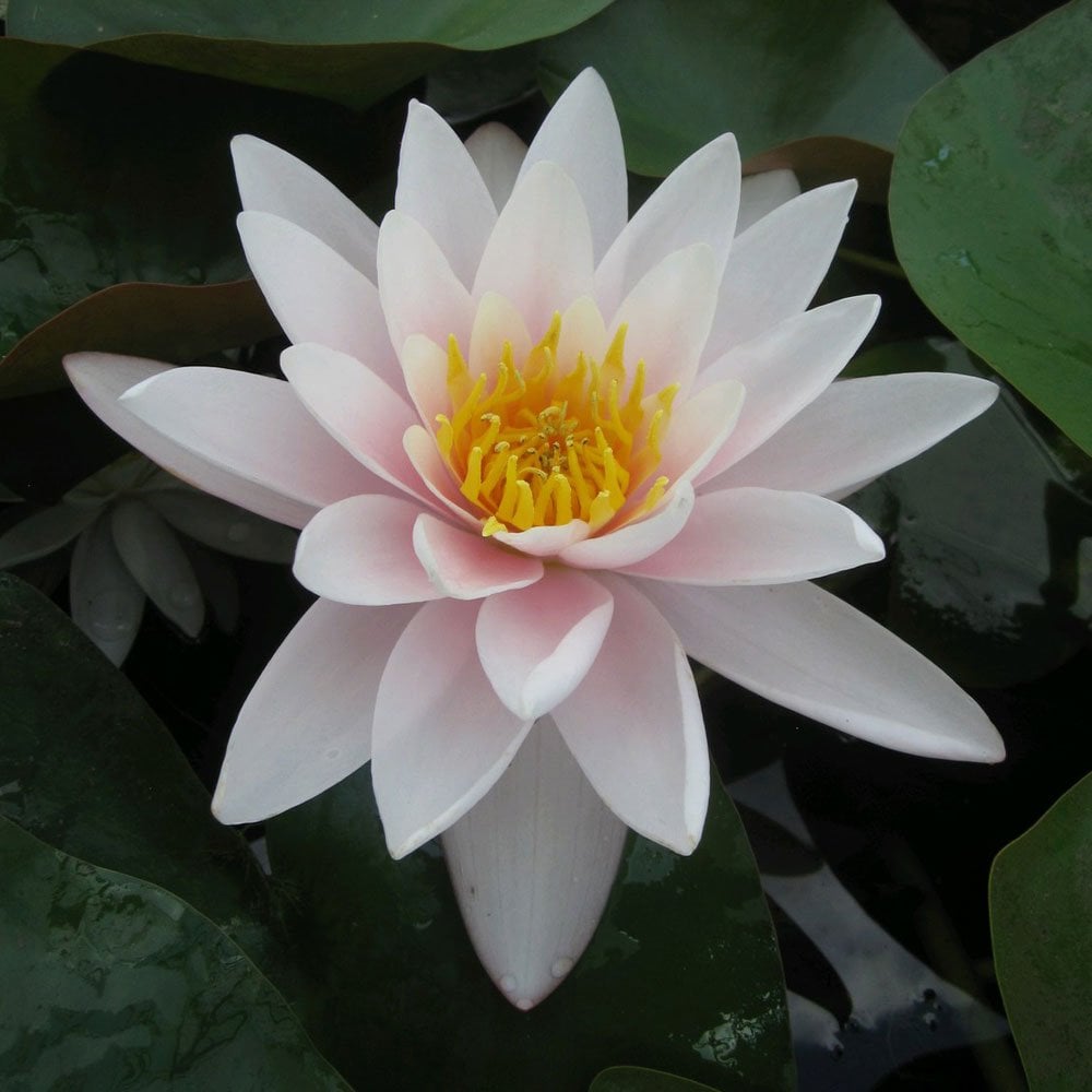 Nymphaea Marliacea Carnea