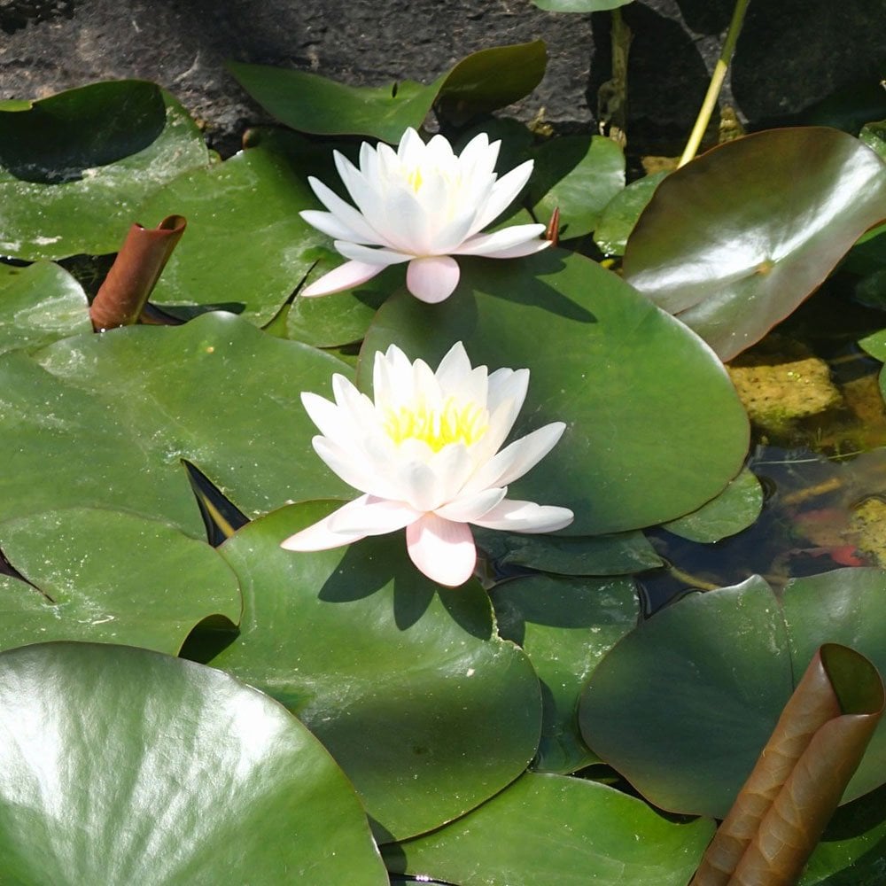 Nymphaea Marliacea Rosea 3Ltr