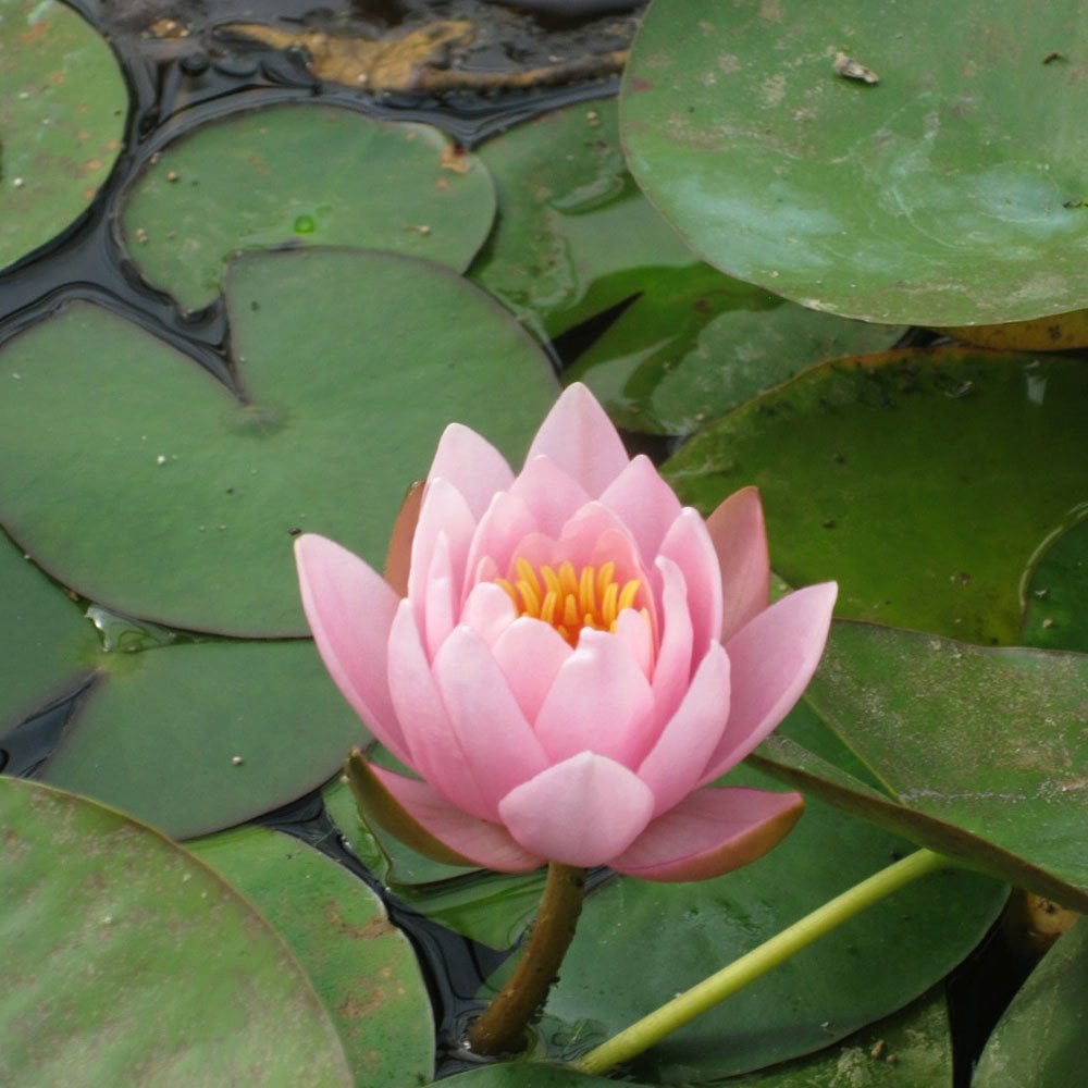 Nymphaea Marliacea Rosea 3Ltr