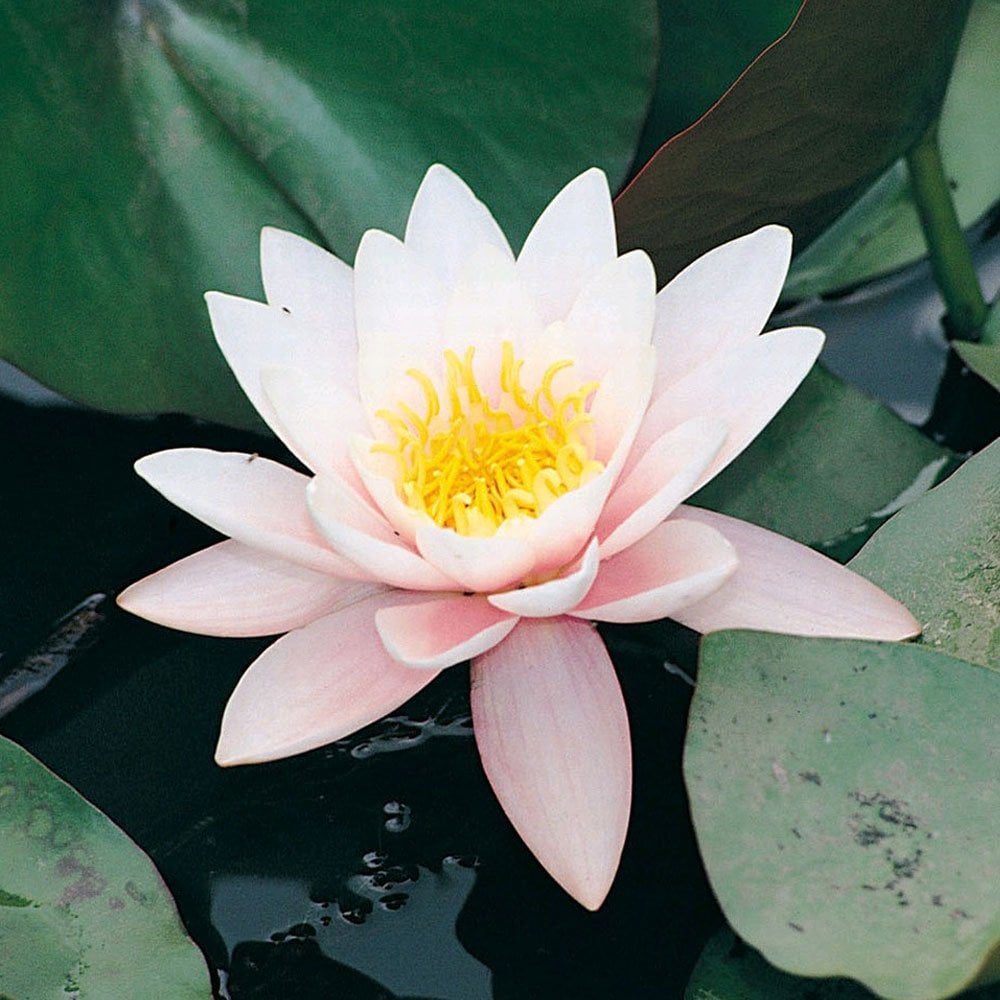 Nymphaea Marliacea Rosea 3Ltr