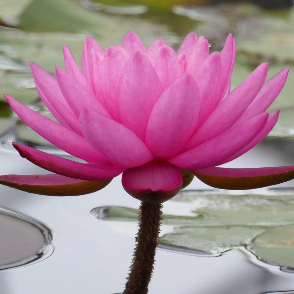Nymphaea Mayla 3Ltr