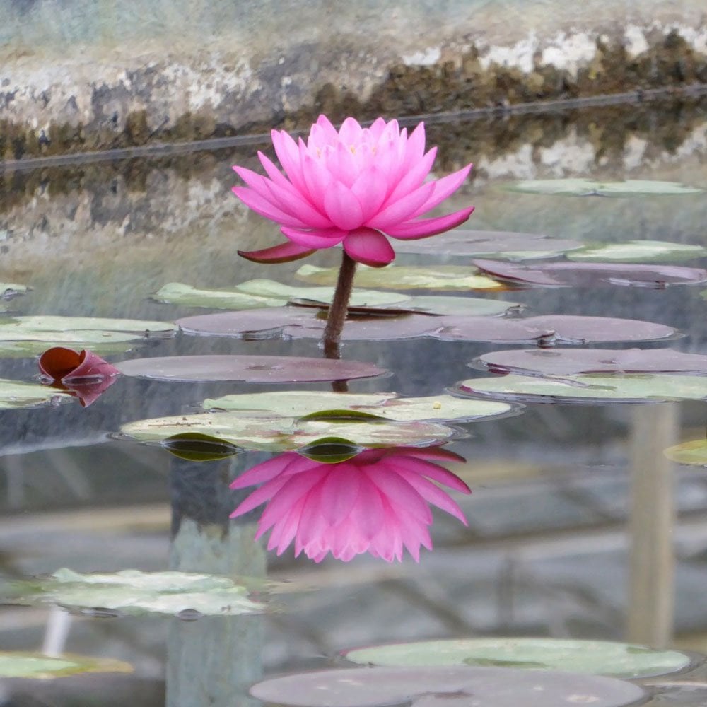 Nymphaea Mayla 3Ltr