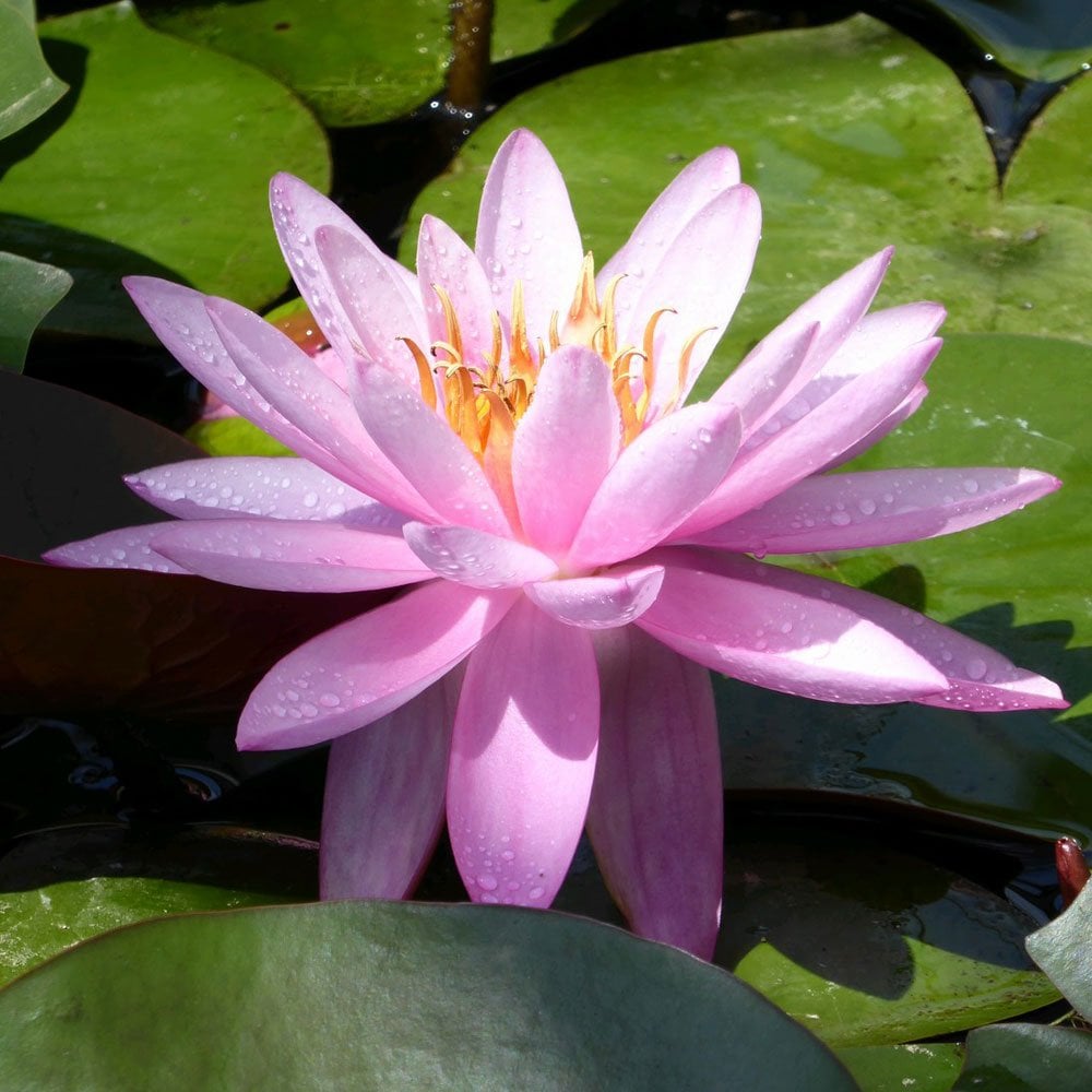 Nymphaea Mayla 3Ltr