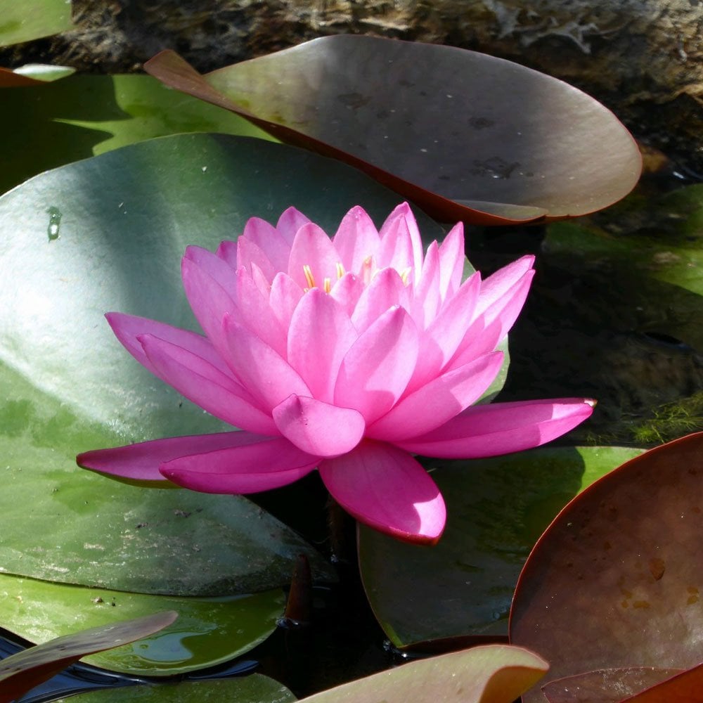 Nymphaea Mayla 3Ltr