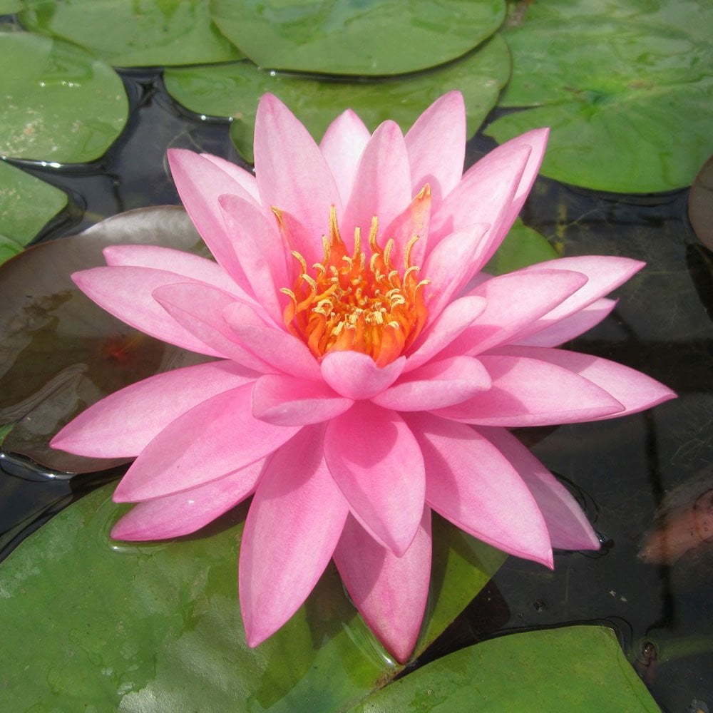 Nymphaea Mayla 3Ltr