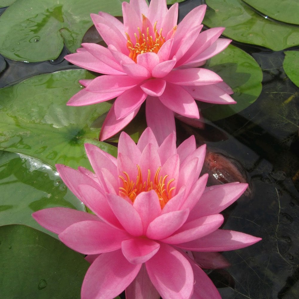 Nymphaea Mayla 3Ltr