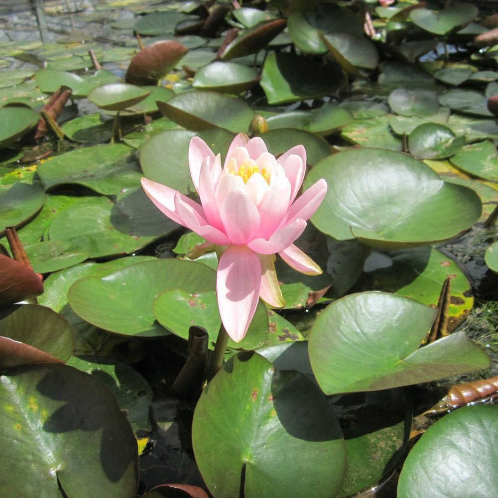 Nymphaea Odorata Firecrest 3Ltr