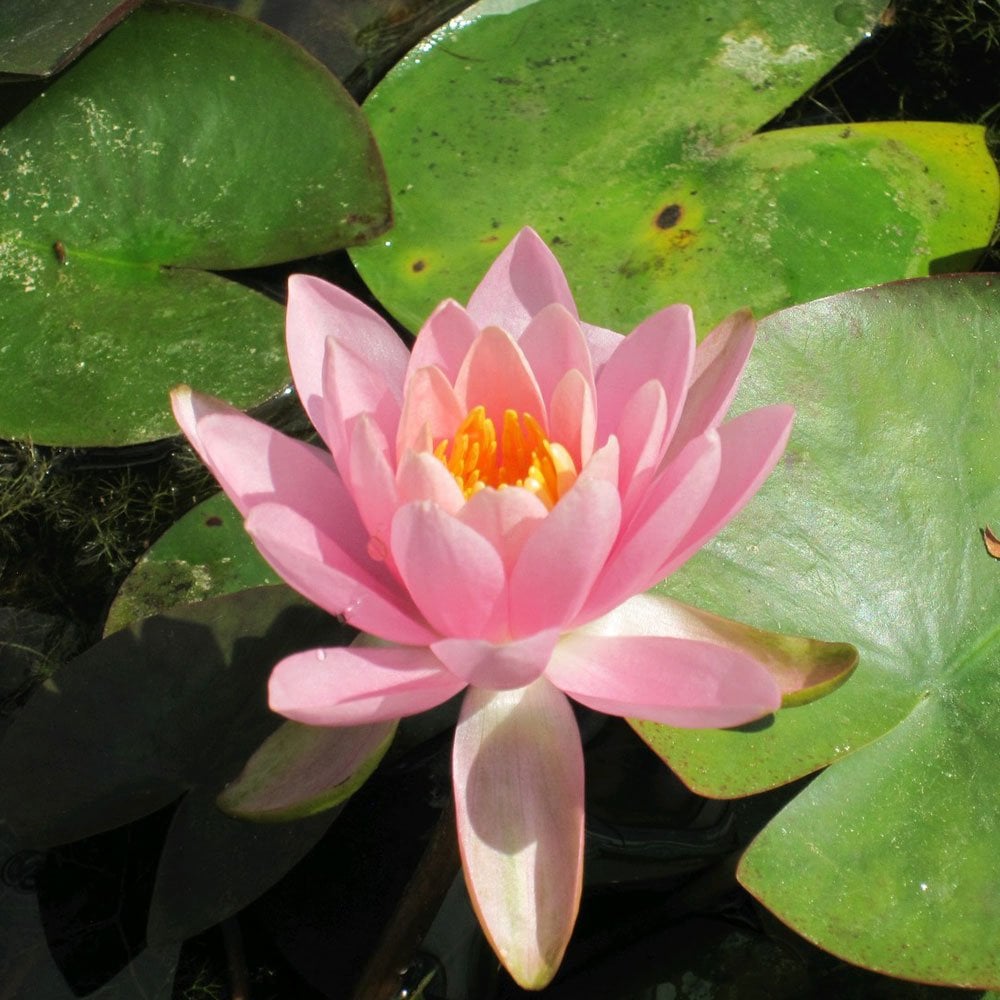 Nymphaea Odorata Firecrest 3Ltr