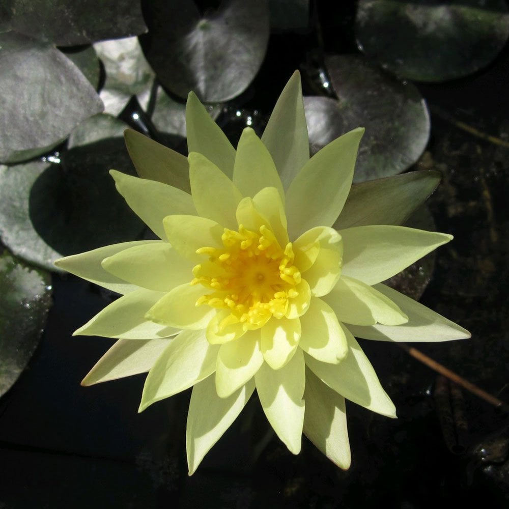Nymphaea Odorata Sulphurea