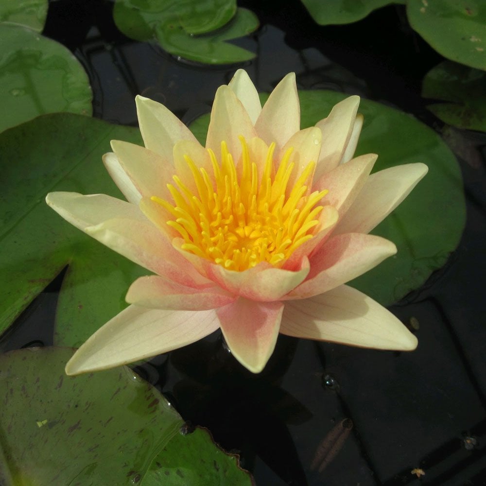 Nymphaea Paul Hariot