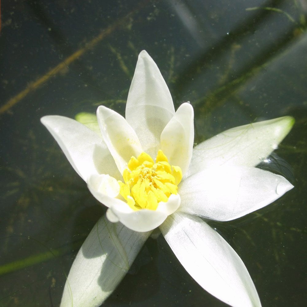 Nymphaea Pygmaea Alba