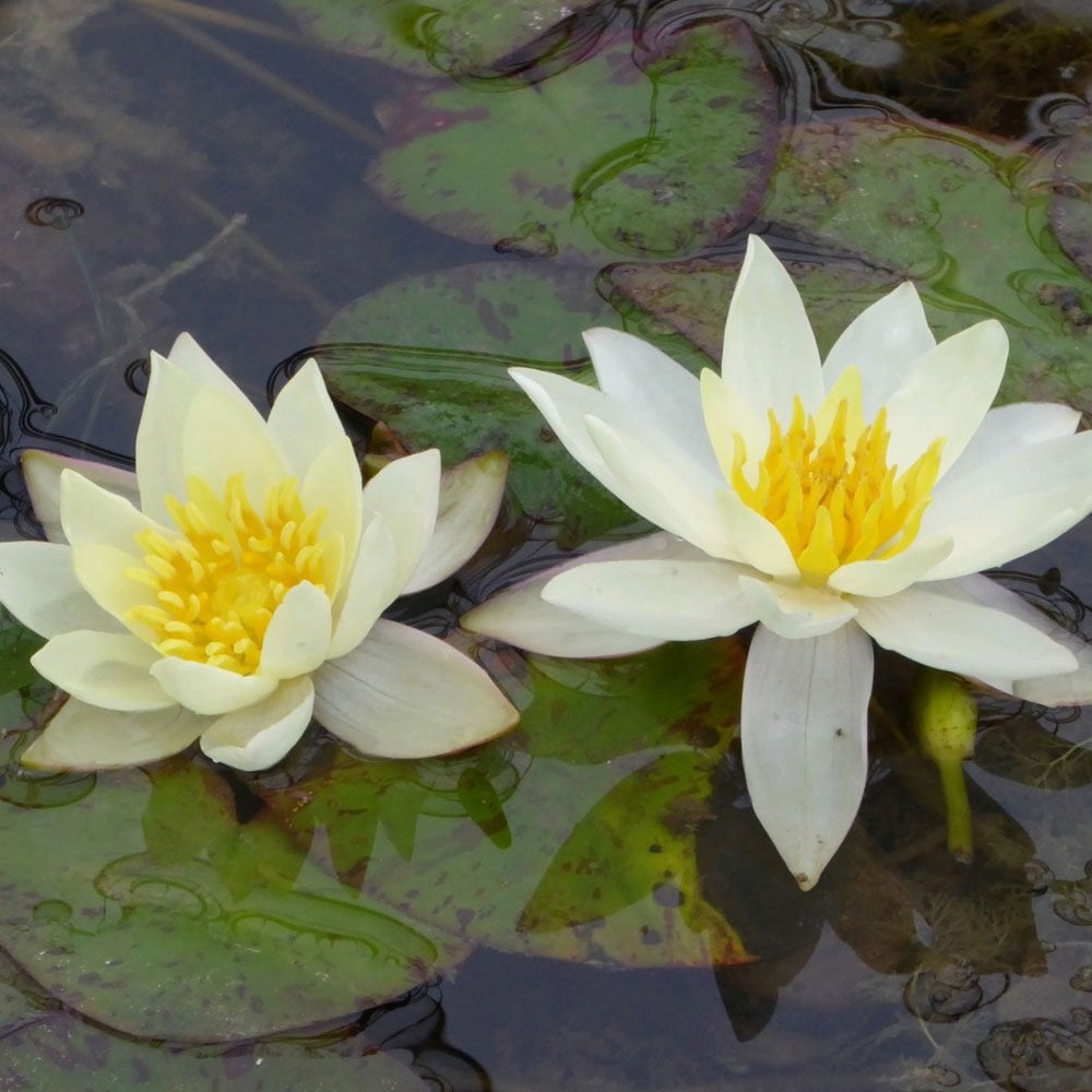 Nymphaea Pygmaea Helvola
