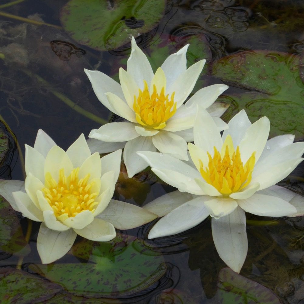 Nymphaea Pygmaea Helvola